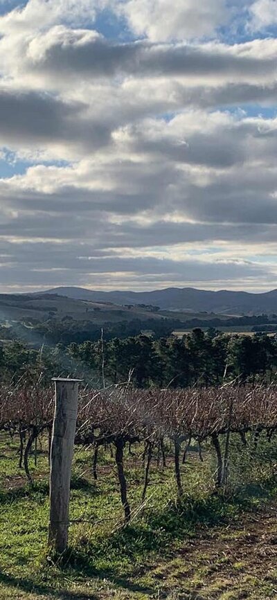 Vineyeards at Yarrh in Autumn