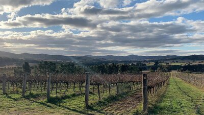 Vineyeards at Yarrh in Autumn