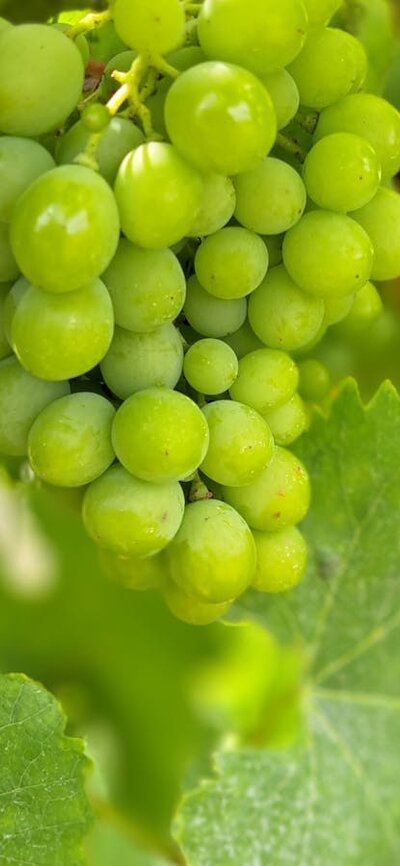 Grapes