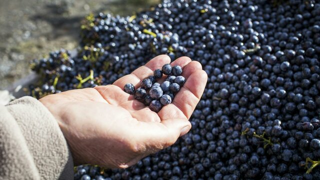 wine tasting canberra wine tours vines & wines wine tasting