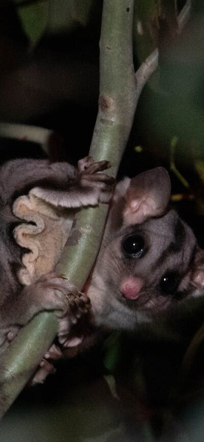 Sugar Glider Sugar Glider sitting in a tree is one of several species you will see on an Night Safari.