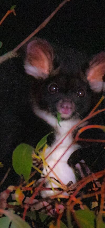 Greater Glider is one of the highlights of a Night Safari.