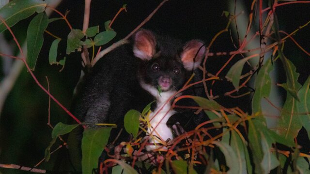 Greater Glider is one of the most exciting species you will see on a Night Safari Greater Glider is Australian's largest glider and is endangered.