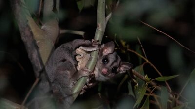 A small Sugar Glider hold onto a branch in Namadgi National Park.