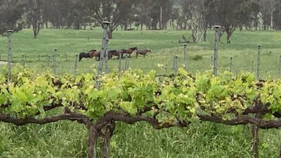 Grape Escapes canberra takes you to local cool climate vineyards of your choice