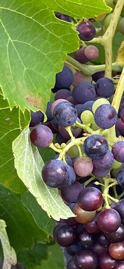 Grapes ripening on the vine Grapes almost ready for harvest