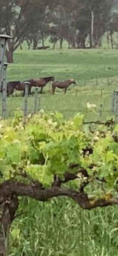 A local vineyard in the Canberra cool climate wine district awaiting your visit Grape Escapes canberra takes you to local cool climate vineyards of your choice