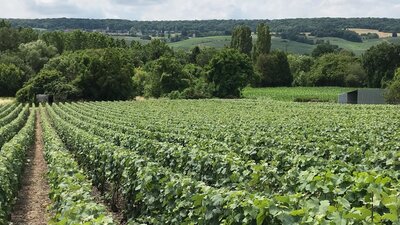 Wonderful vineyards to see when on a Grape Escapes Canberra Wine Tour