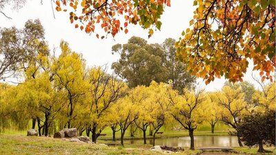 © @aris_pixels Autumnal leaves of yellow and orange in Canberra | © @aris_pixels