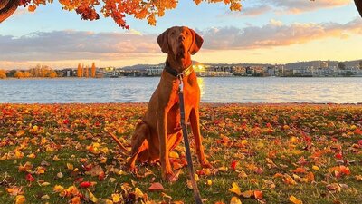 © @hugo.the.vizsla.boss Image of a red brown dog sitting in the red brown sunlight around autumnal leaves in front of Lake Burley Griffin. | © @hugo.the.vizsla.boss