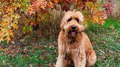 © @walter.the.groodle Image of a Groodle dog sitting in front of an autumn leaf covered tree. | © @walter.the.groodle