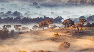 © @wanderlust73 Fog across a bush landscape in Canberra | © @wanderlust73