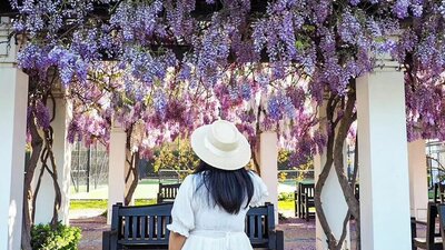 © @surattana.ss Woman in a white dress and canvas hat in front of wisteria. | © @surattana.ss