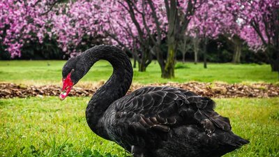 © @snapsbysal Black goose with a red beak standing in green grass with a lavender flower tree backdrop. | © @snapsbysal