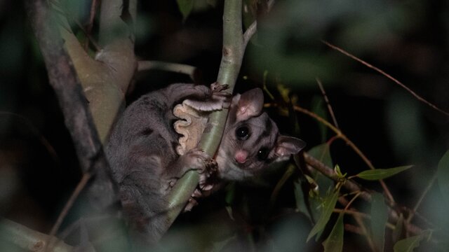 Sugar Glider sitting in a tree is one of several species you will see on an Night Safari.