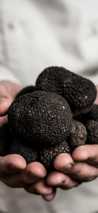 A male chef holds a pile of truffles in his cupped hands