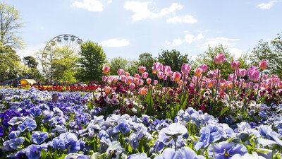 Floriade 2014 | © Jo Bakas Flower beds with pink tulips and purple pansies at Floriade Festival 2014 with the Ferris wheel in the background. | © Jo Bakas