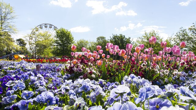 Floriade 2014 | © Jo Bakas Flower beds with pink tulips and purple pansies at Floriade Festival 2014 with the Ferris wheel in the background. | © Jo Bakas