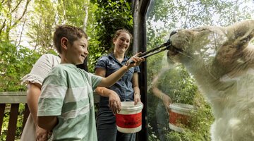 Kid feeding an animal at the zoo