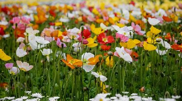 Colourful flowers in an open garden bed.