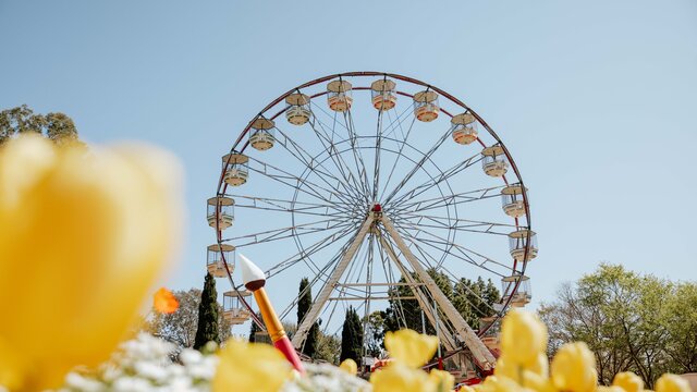 Flowers in the foreground, ferris wheel in the background.