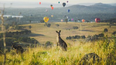 A kangaroo on the grass featuring a sky full of colourful hot air balloons drifting in the background.