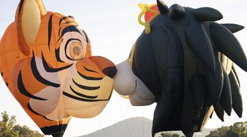 Two hot air balloons inflated. One is a tiger shape and the other is a lion shape.