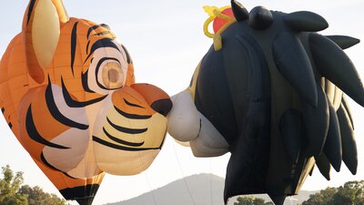 Two hot air balloons inflated. One is a tiger shape and the other is a lion shape.