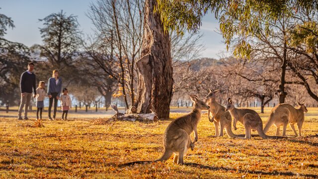 A group of kangaroos in the park with a family watching nearby.