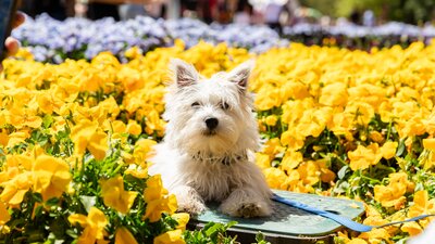 A small white fluffy dog sitting on a bed of yellow flowers