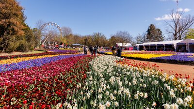 Rows of flower beds with a Ferris wheel in the background