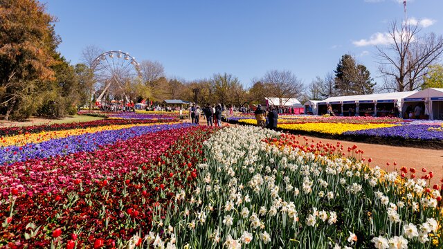 Rows of flower beds with a Ferris wheel in the background
