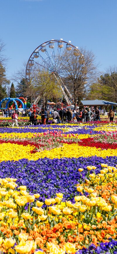 Bright flowers in lots of different colours with a Ferris wheel shown in the distance