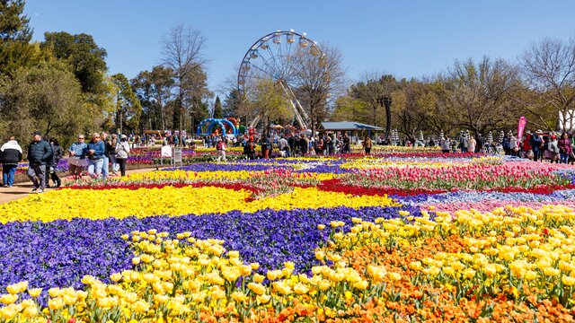 Bright flowers in lots of different colours with a Ferris wheel shown in the distance
