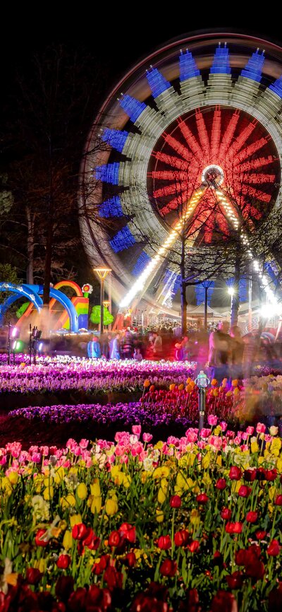 Ferris wheel and Floriade lit up at night for NightFest