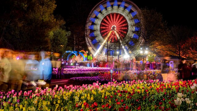 Ferris wheel and Floriade lit up at night for NightFest