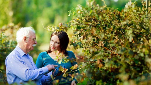 Ken Helm vineyard Ken Helm discussing grapes in the vineyard