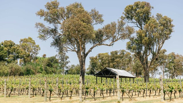 FourWinds vineyard Shed amongst vineyard in summer