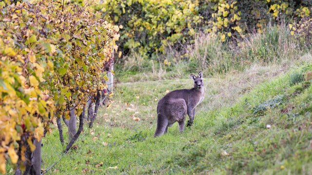 Kangaroo in vineyard Kangaroo looking at camera in vineyard