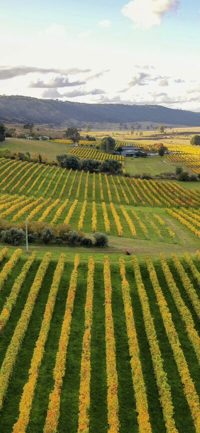 Lerida Estate Aerial view of vineyard in autumn