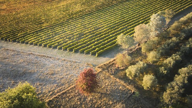 Clonakilla Aerial Aerial view of Clonakilla vineyard with autumn leaves