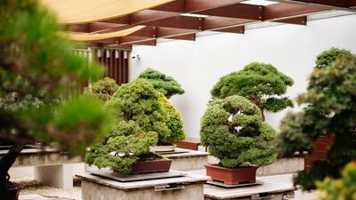 Indoor bonsai display featuring multiple meticulously shaped bonsai trees in rectangular pots, arranged on concrete pedestals