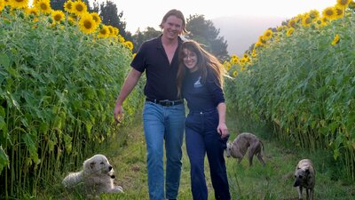 Two farmers walking through sunflowers with dogs nearby