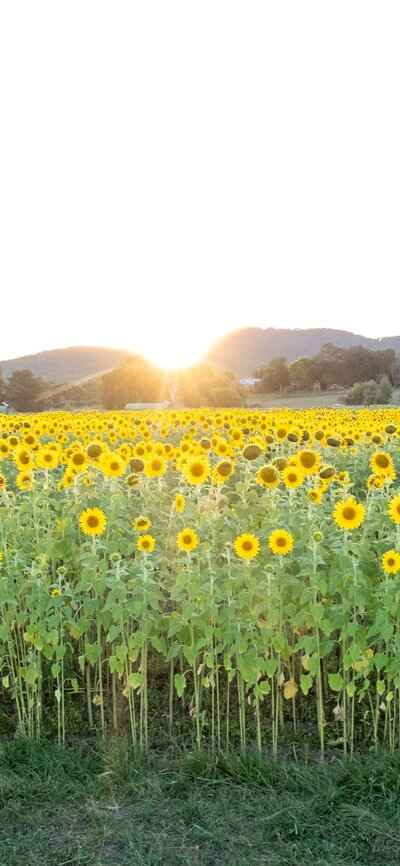 A sunflower farm with the sun setting in the background