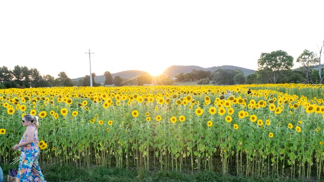 A sunflower farm with the sun setting in the background