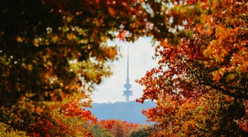 A tall monument on a mountain framed by brightly-coloured autumn leaves