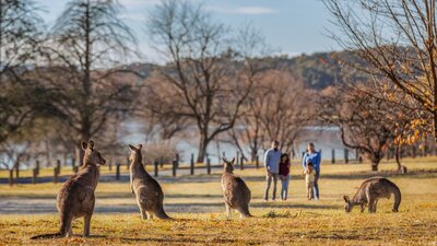 Four kangaroos in the foreground of a park during autumn