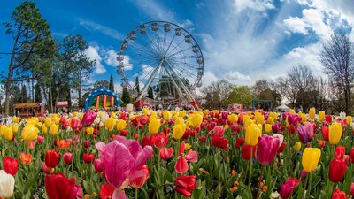 Bright yellow, pink, and red tulips with a bright blue sky and Ferris wheel in the background