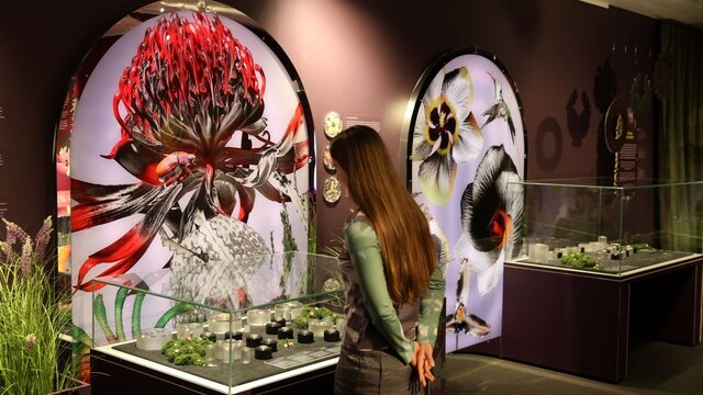 A person looking down at a collection of floral impressions at the Mint