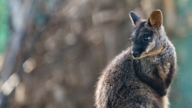 Brush-tailed rock wallaby in its natural habitat